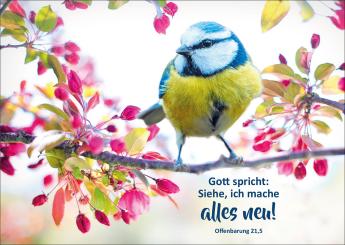 10er-Set Postkarten - Jahreslosung 2026 - Vogel 