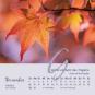 morepic-12