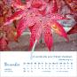 morepic-13